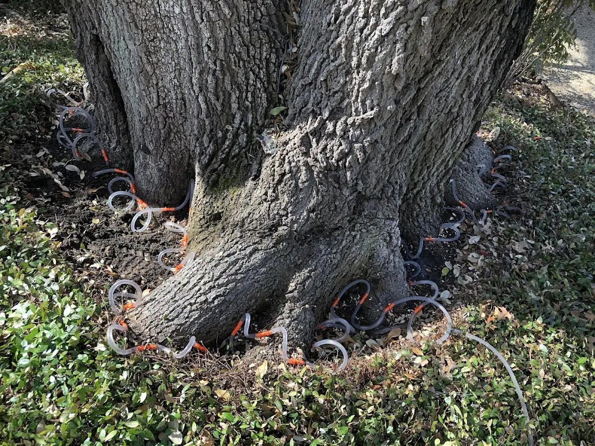 Detailed Tree Cabling and Bracing job site in Childs