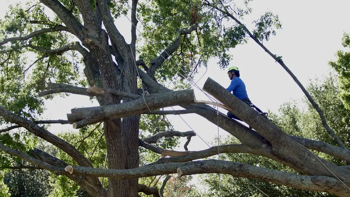 Professional Crown Thinning performed by certified arborists in Childs